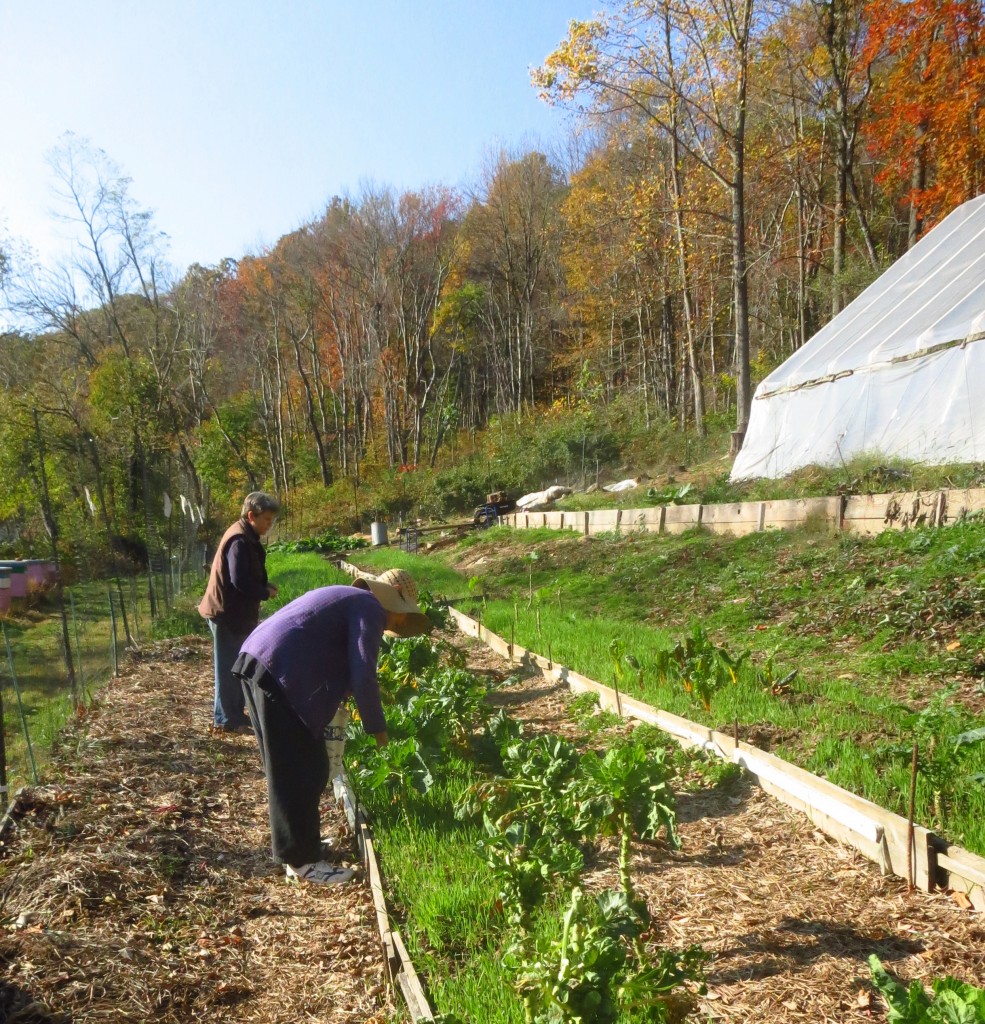 Harvesting from Heathcote's hillside farm