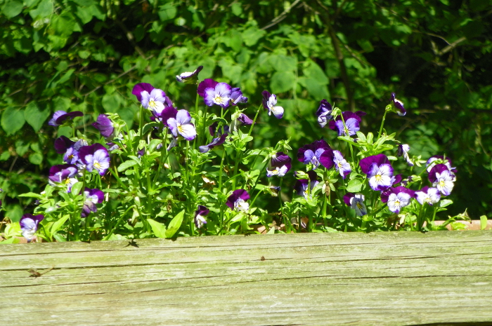 violets