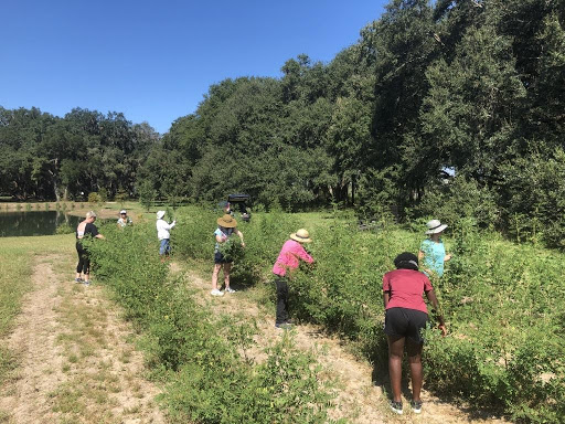 harvestingindigo