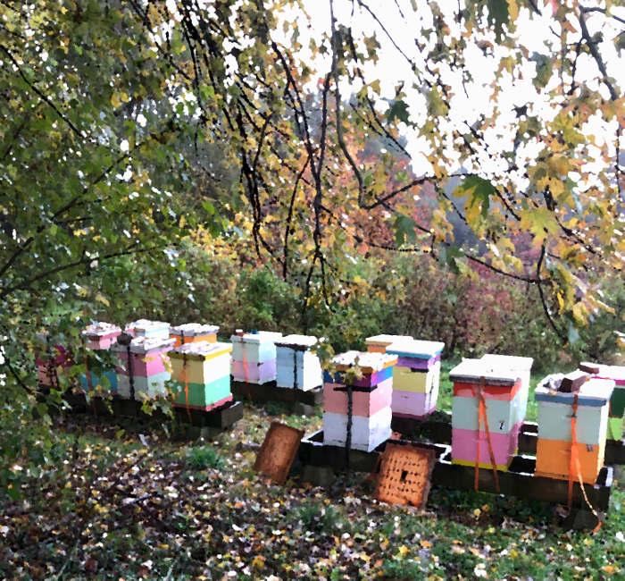 IMG_apiary