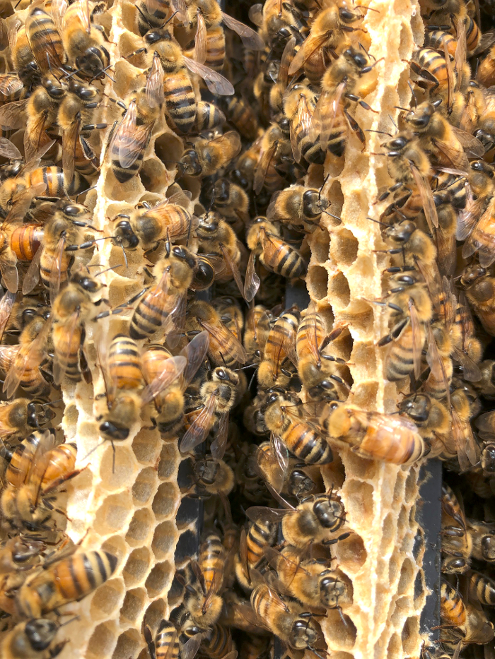 bees2