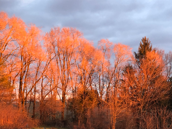 TREELINE