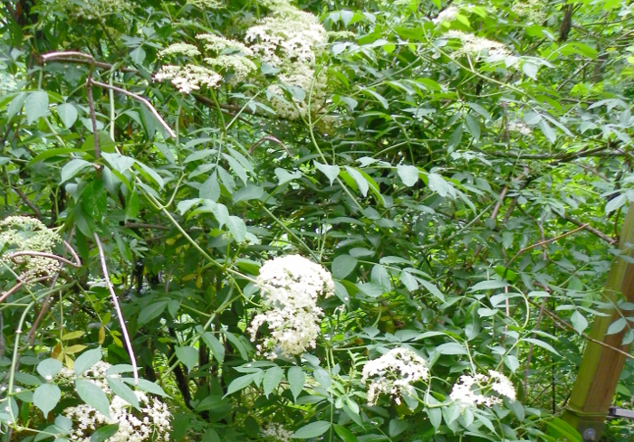 elderberry