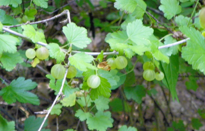 gooseberry