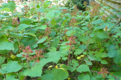 WINEBERRIES